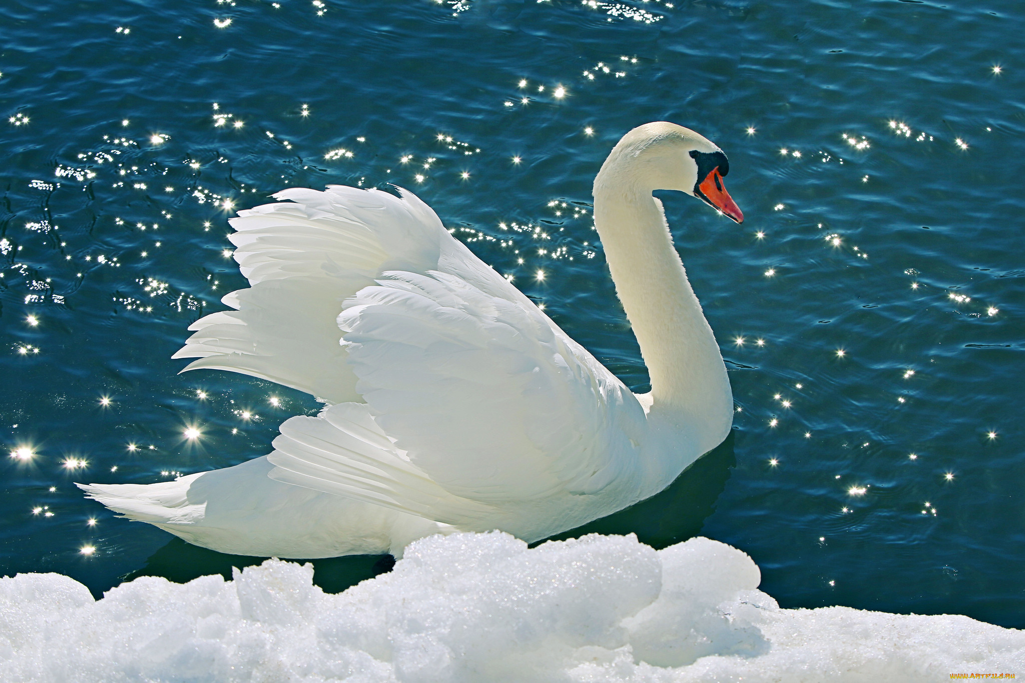 , , , , snow, swan, tender, , water, , , nature, li, feng